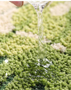 Tapis de Bain Feuille